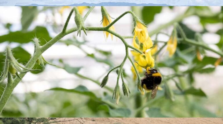 Conserving biodiversity: biocontrol for sustainable agriculture