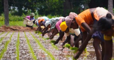 India becomes more prominent in the export of agrochemicals