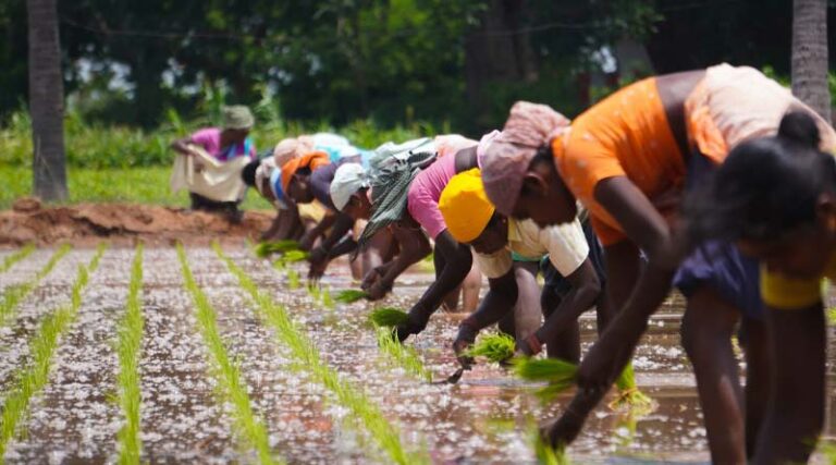 India becomes more prominent in the export of agrochemicals