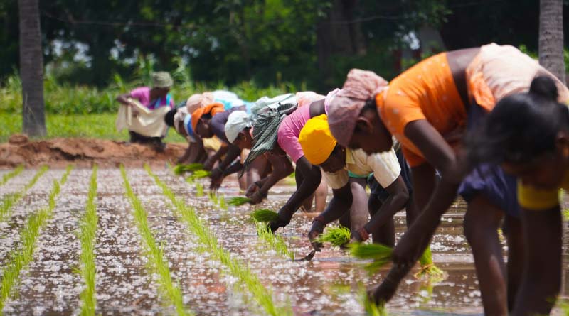 India becomes more prominent in the export of agrochemicals