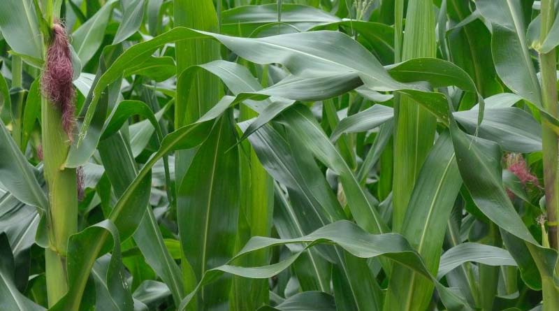 Crop Trust leadership visits CIMMYT