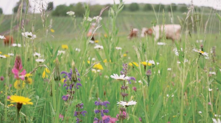 The state of knowledge about (organic) farming and biodiversity now updated