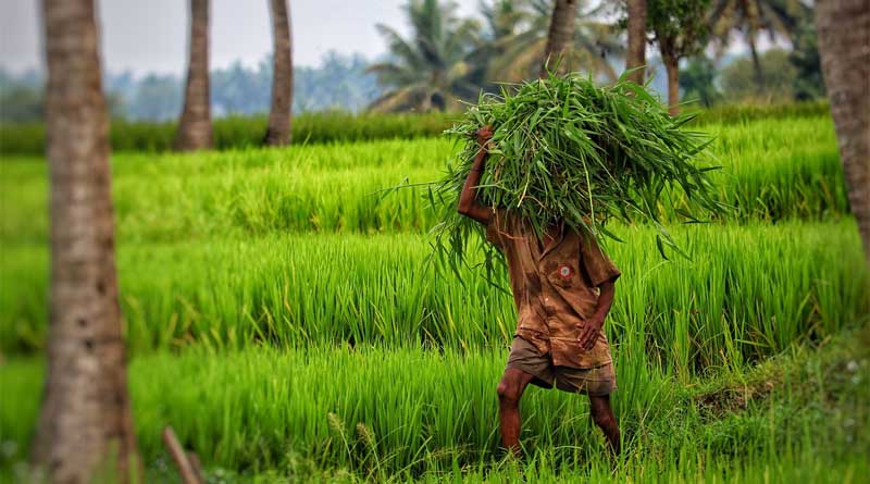 India’s Foodgrain production for the year 2022-23 estimated to reach 3305.34 Lakh Tonnes