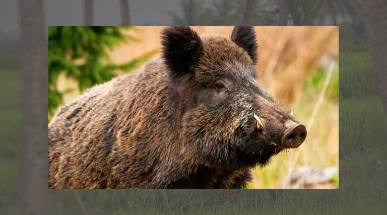 African swine fever decreases in pigs and wild boar in the EU during 2022