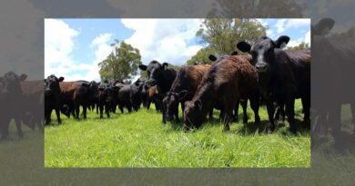 New generation of forage varieties marks quantum leap in the german market