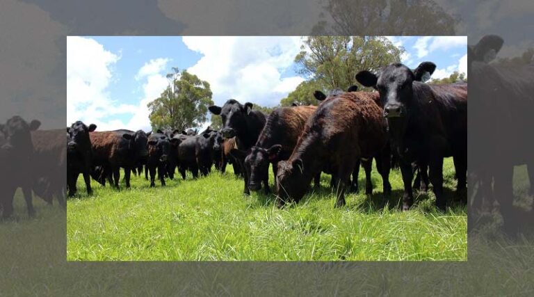 New generation of forage varieties marks quantum leap in the german market