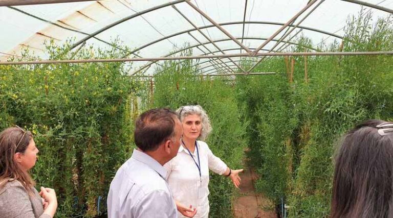Icarda's partner-led research in lebanon