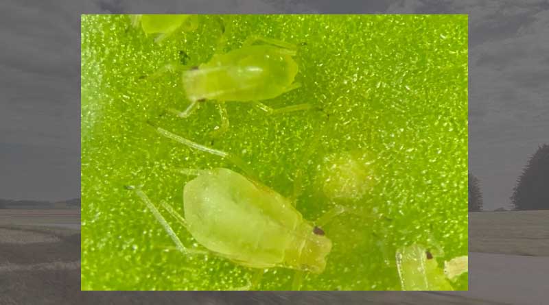 Vytech ® – virus yellows-resistant varieties on the market in 2023