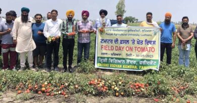 PAU tomato variety ‘punjab ratta’ - a hit among the tomato growers