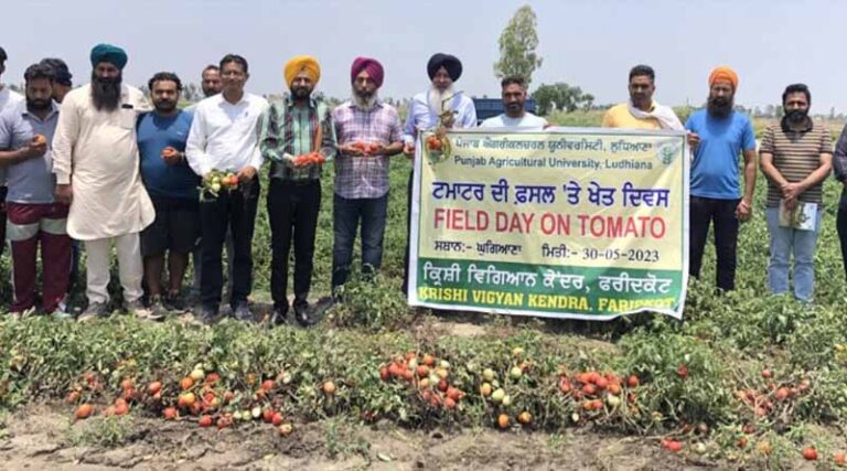 PAU tomato variety ‘punjab ratta’ - a hit among the tomato growers