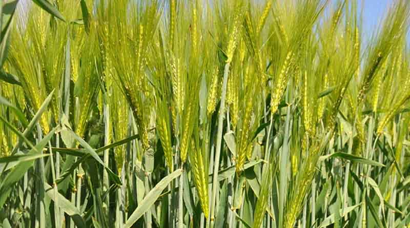 Protect barley green leaf area during longer daylight hours