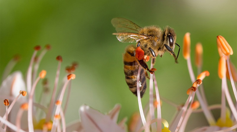 Three Neonicotinoid Insecticides confirmed by the EPA to be a threat to more than 200 endangered species