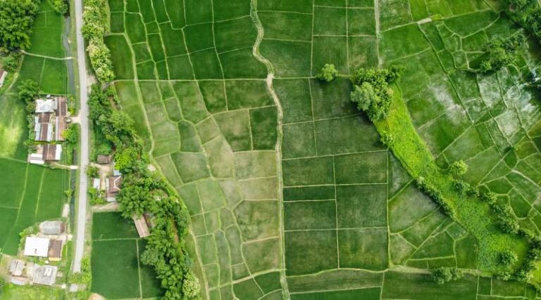 Message from the System Board: CGIAR Launches Search for New Executive Managing Director