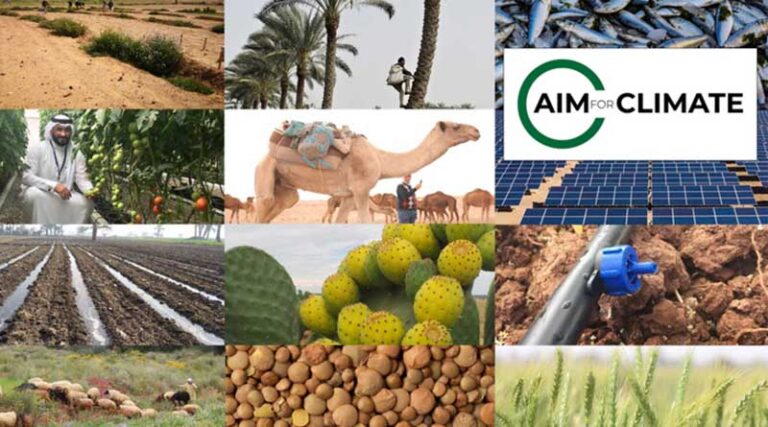 Icarda-cgiar desert farming innovation sprint announced at the aim for climate summit