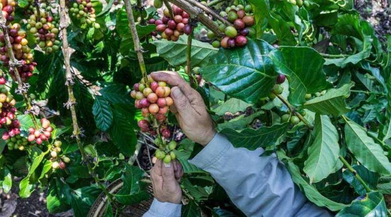 New Pest Management Decision Guides created in collaboration with the Rainforest Alliance