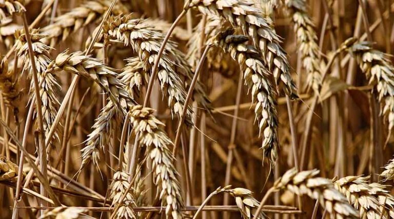 PVS Speaker urges farmers to shun the practice of wheat straw burning