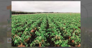 New seed treatment improves forage cabbage yields