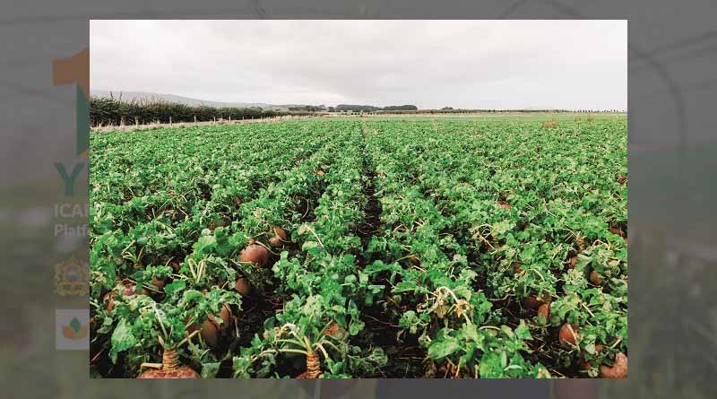 New seed treatment improves forage cabbage yields