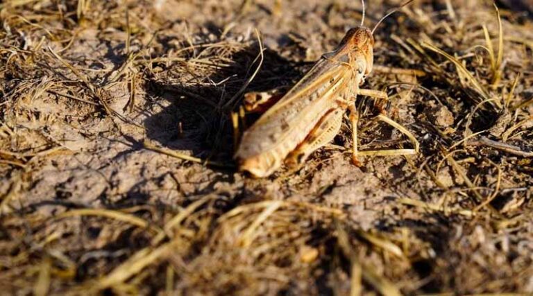 FAO warns of potentially devastating Moroccan Locust outbreak in Afghanistan’s wheat basket