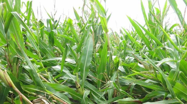 World’s leading experts on maize crop pests gather to share latest research to help safeguard food security