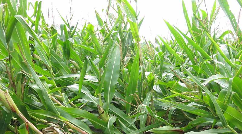 World’s leading experts on maize crop pests gather to share latest research to help safeguard food security