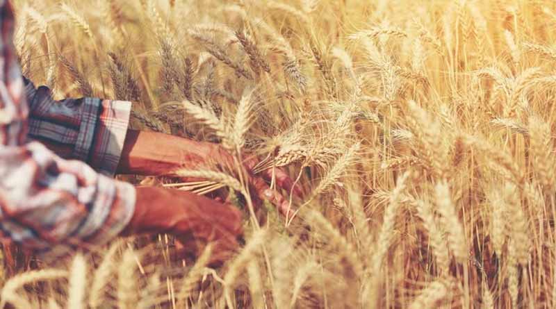 Healthy Plants: Healthy Planet