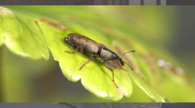 Floating pennywort weevil: feasting to control one of the UK’s most invasive aquatic plants
