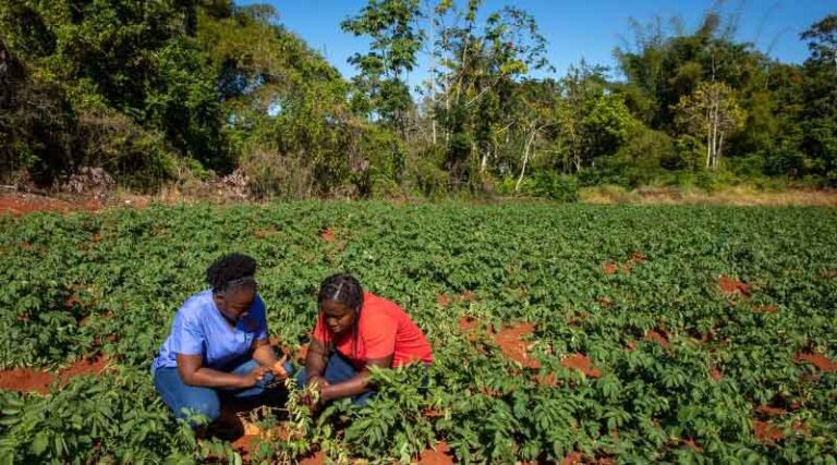 Apply now: Online integrated crop management courses run by CABI and the University of Neuchâtel, Switzerland