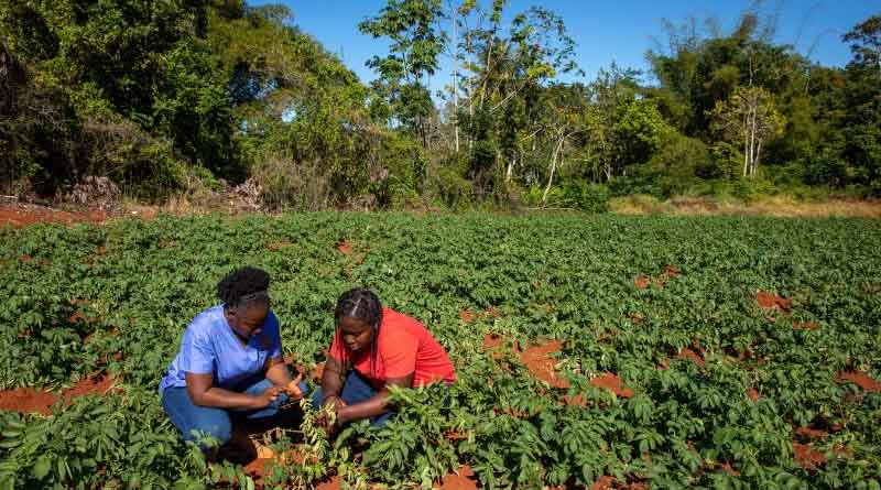 Apply now: Online integrated crop management courses run by CABI and the University of Neuchâtel, Switzerland