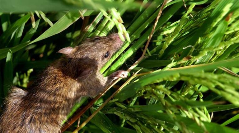 Integrated rodent management: rice production