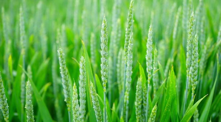US corn, soy quicken pace, winter wheat improves
