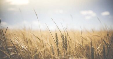 Australia's Elders paints rosier agricultural outlook