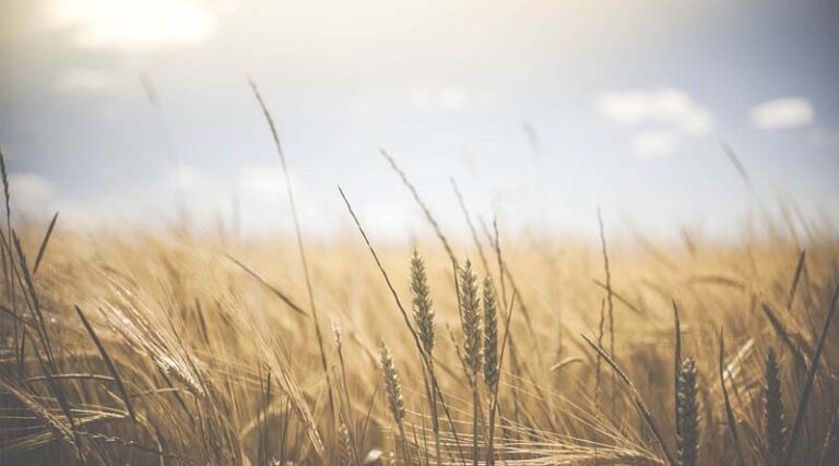 Australia's Elders paints rosier agricultural outlook