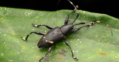 Update: New Pest & Disease Records (09 May 2023)