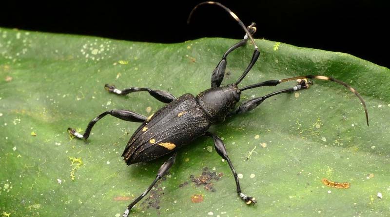 Update: New Pest & Disease Records (09 May 2023)