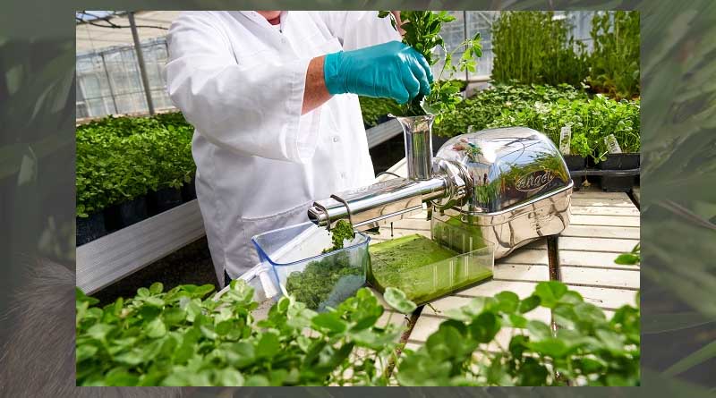 Grass proteins – the sustainable nutrition of the future?