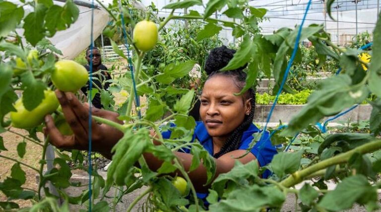 Enrol now for online courses in integrated crop management