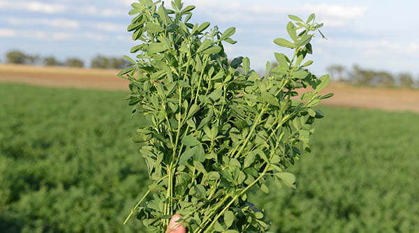 Label updates add further value to Transform WG insecticide
