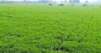 CVB's 2023 wheat crop to add to already-high stocks