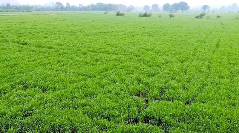 CVB's 2023 wheat crop to add to already-high stocks