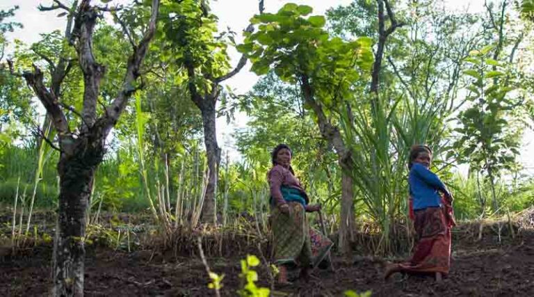 Global Environment Facility approves 26 FAO-led projects to transform agrifood systems into solutions for environmental challenges