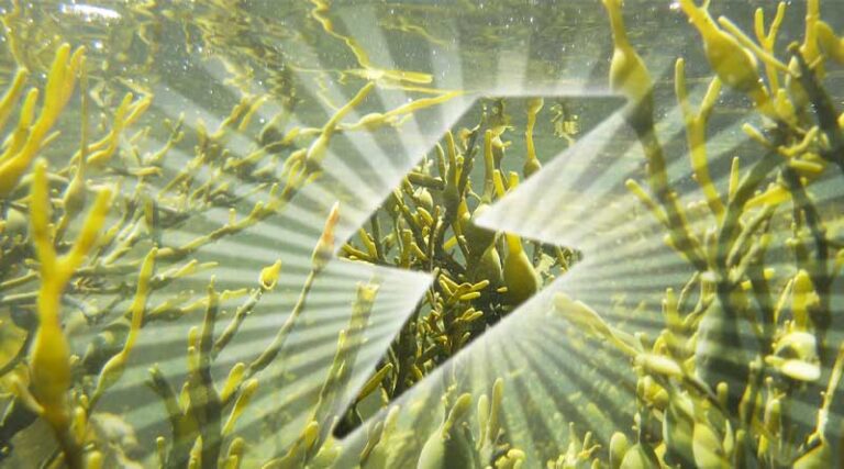 Seaweed: The Unsung Superhero