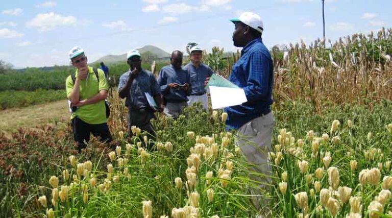 Finger Millet Genome Breakthrough to Help Safeguard Food Security