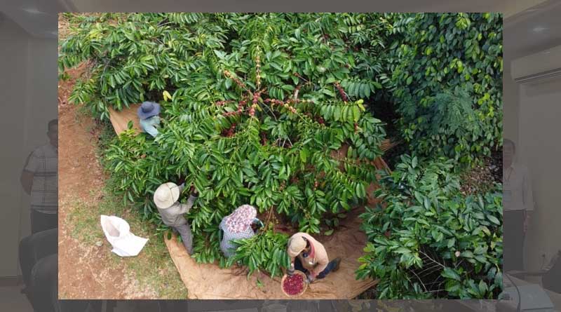 Do not increase the coffee area, focus on replanting