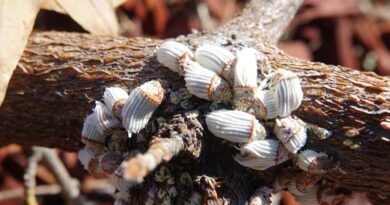 Control of scale insects in fruit trees