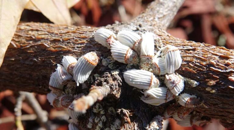 Control of scale insects in fruit trees