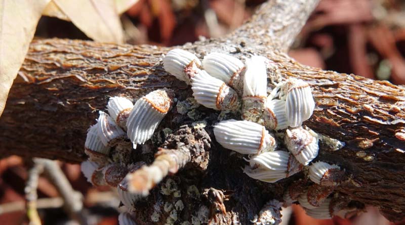 Control of scale insects in fruit trees