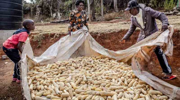FAO Food Price Index declines in May