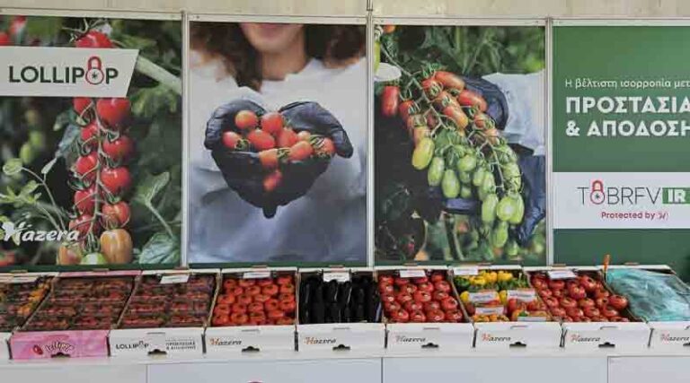 Hazera at AgroExpo 2023: “Growers know we have the solution to ToBRFV”