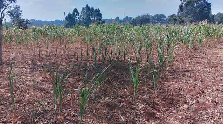 Economics of climate change: Sectoral studies show Kenya must act fast to avert disasters